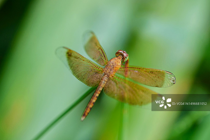 植物上的蜻蜓特写，泰国沙敦图片素材