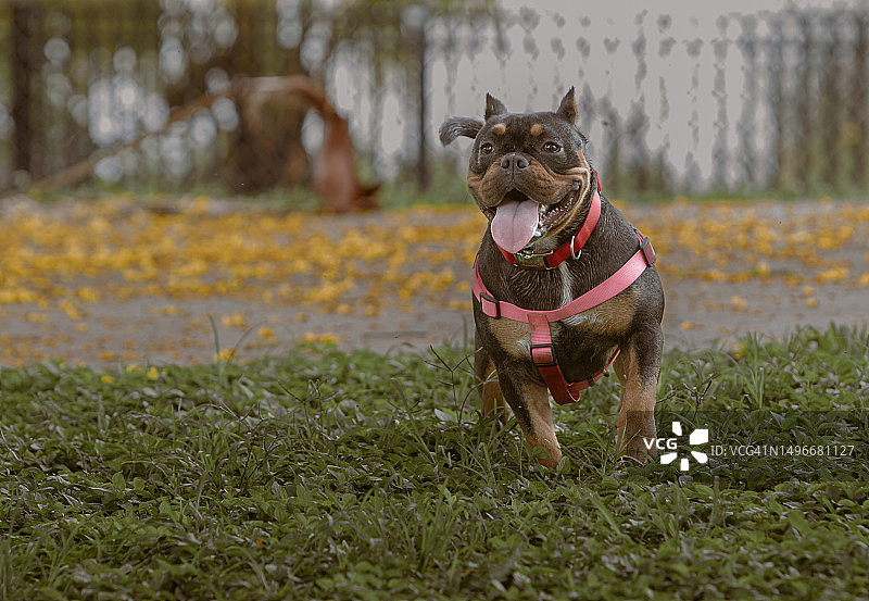 美国草地上的侧视罗威纳犬图片素材