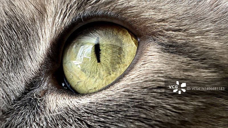 猫眼的特写，白俄罗斯图片素材