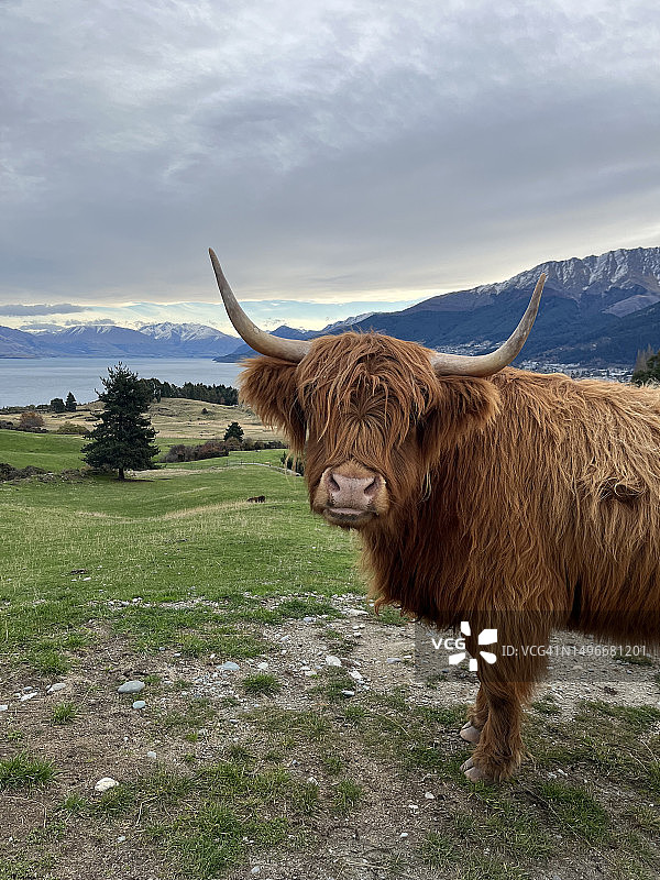 新西兰高地牛的田野肖像图片素材