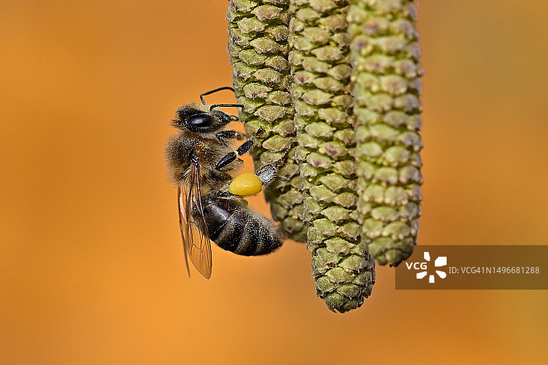 蜜蜂在花朵上的特写，波兰图片素材