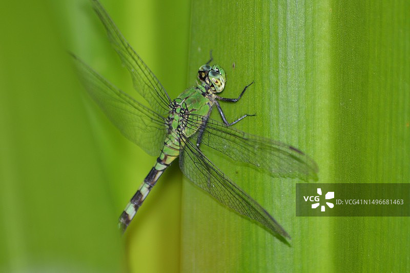 美国树叶上的蜻蜓特写图片素材