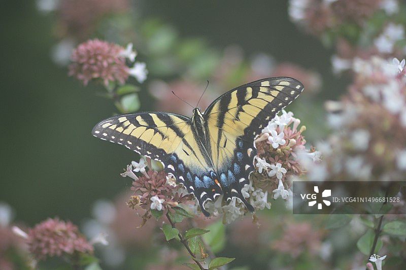 蝴蝶在花上采蜜特写，美国图片素材