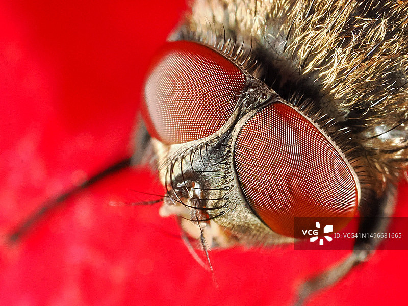 红叶上的苍蝇特写，土耳其马尼萨图片素材