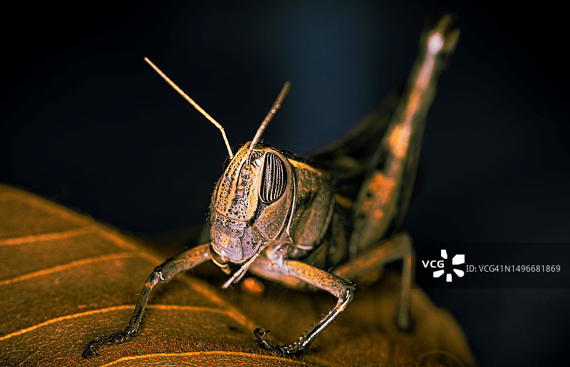 叶子上的昆虫特写，以色列图片素材