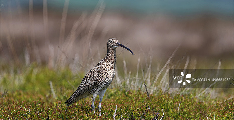 英国惠特比Lealholm草地上丘鹬的特写图片素材