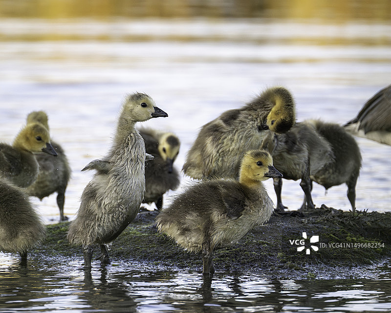 栖息在湖面上的鸟类特写图片素材