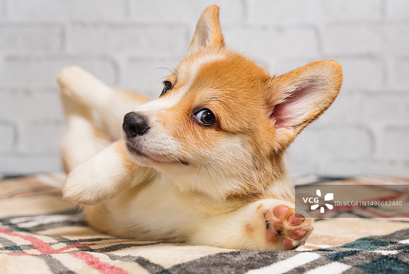 躺在地板上的彭布罗克威尔士柯基犬特写图片素材