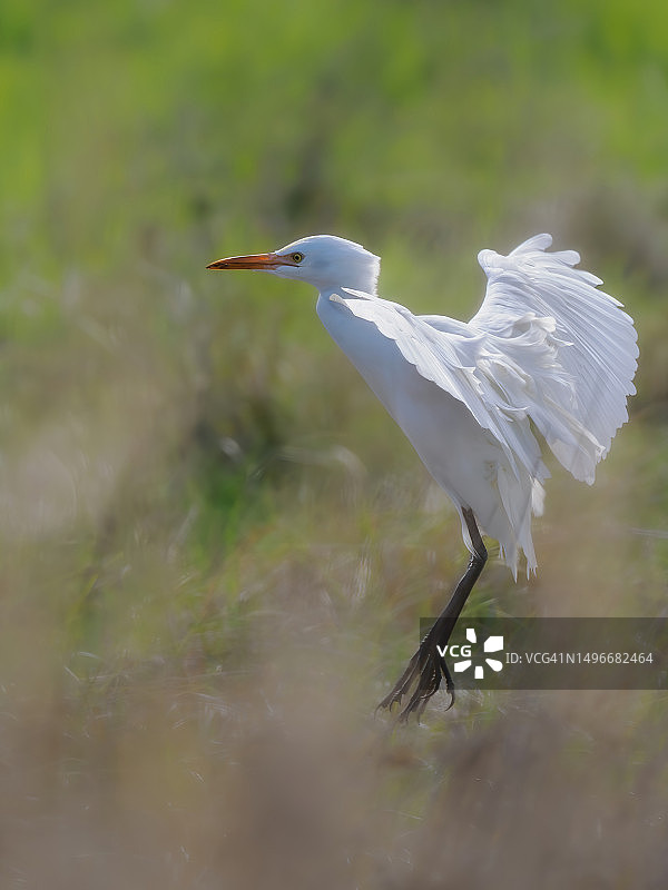 栖息在田野上的白鹭特写图片素材