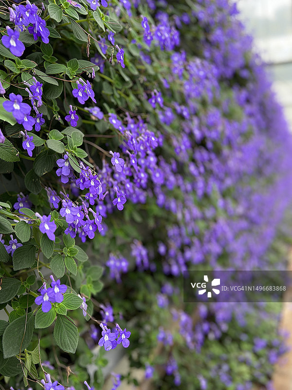 紫色开花植物特写，峇冬加里，雪兰莪，马来西亚图片素材