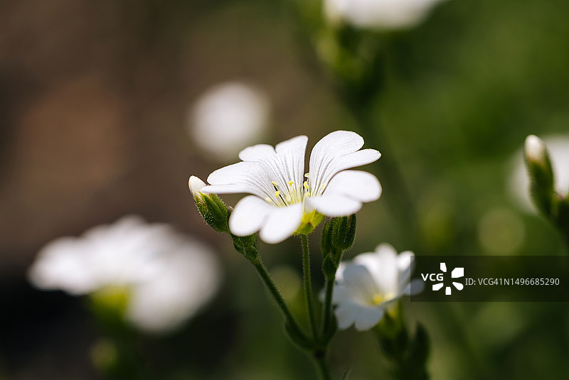 美丽盛开的白色卷耳图片素材