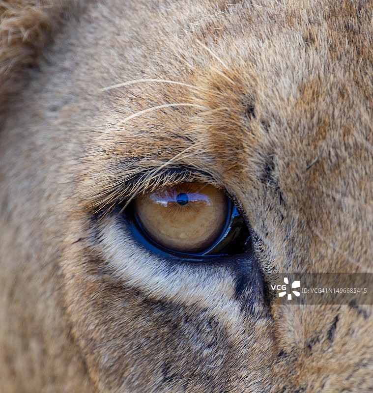 马的特写，南非图片素材