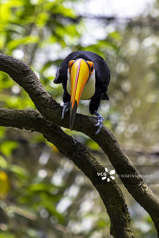 犀鸟栖息在树枝上特写，新加坡图片素材
