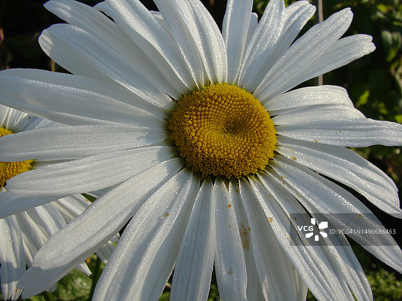 白色雏菊的特写图片素材