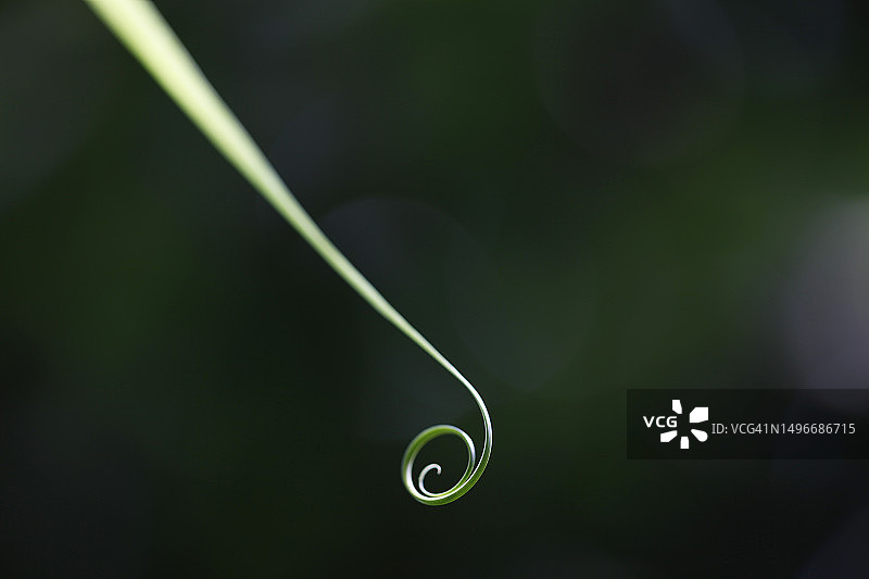 叶子上水滴的特写，德国慕尼黑图片素材