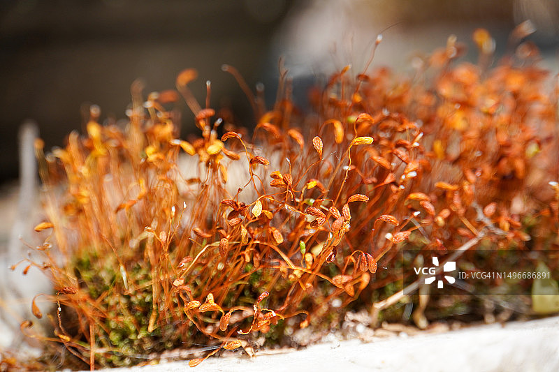 波兰雷布尼克田野上生长的植物特写图片素材