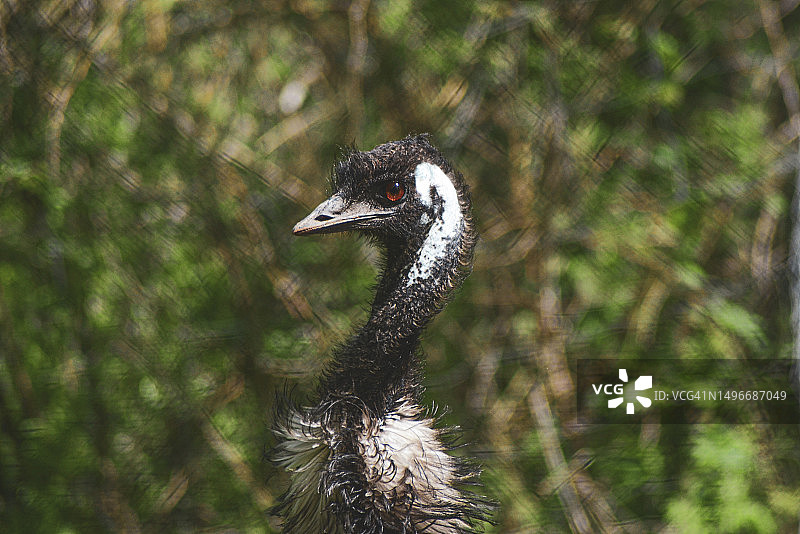鸸鹋特写，位于法国奥克西塔尼图片素材