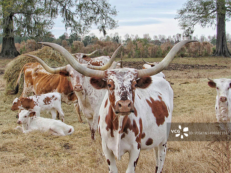 美国南卡罗来纳州草地上的奶牛群肖像图片素材