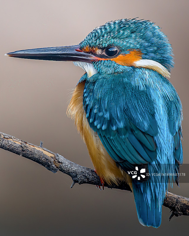 翠鸟栖息在树枝上的特写，印度古吉拉特邦巴夫 नगर图片素材