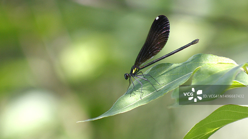 豆娘在树叶上的特写，美国伊利诺伊州罗克福德图片素材