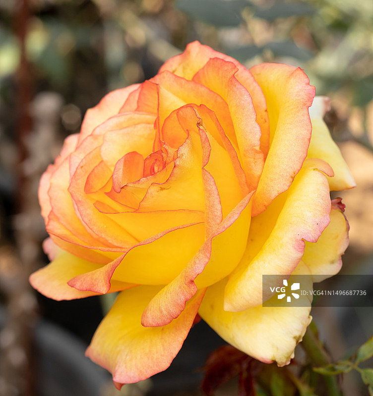 埃及玫瑰花特写图片素材