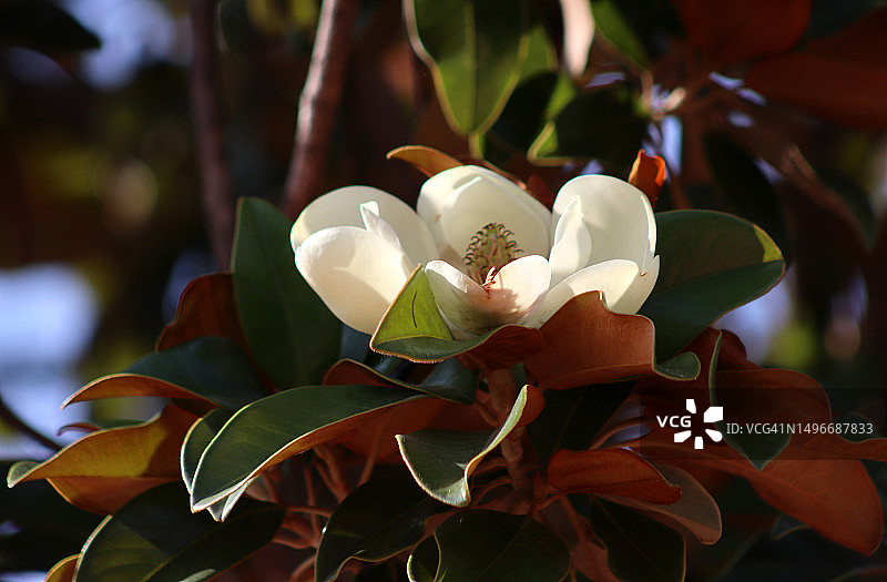 美国白色植物特写图片素材