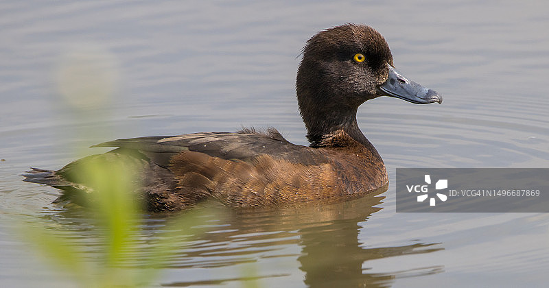 绿头鸭在湖中游泳的特写图片素材