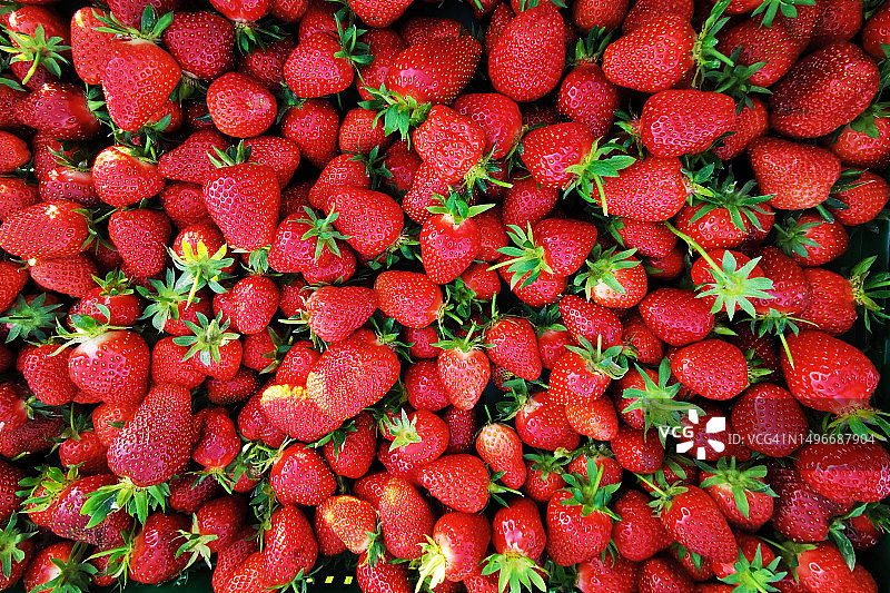 克罗地亚草莓特写镜头图片素材