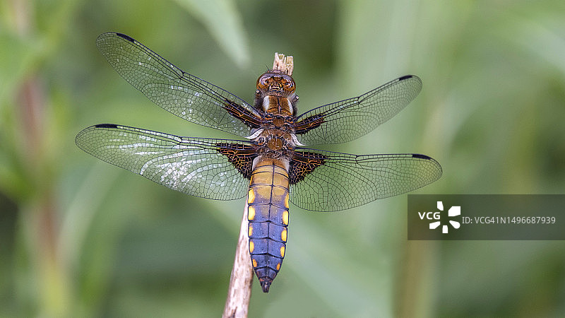 蜻蜓在植物上的特写图片素材