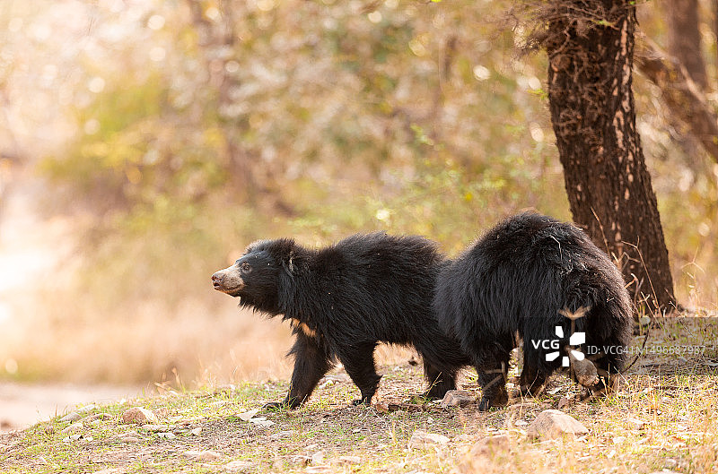 两只狗站在印度田野上图片素材