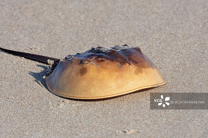 海滩沙子高角度景观图片素材