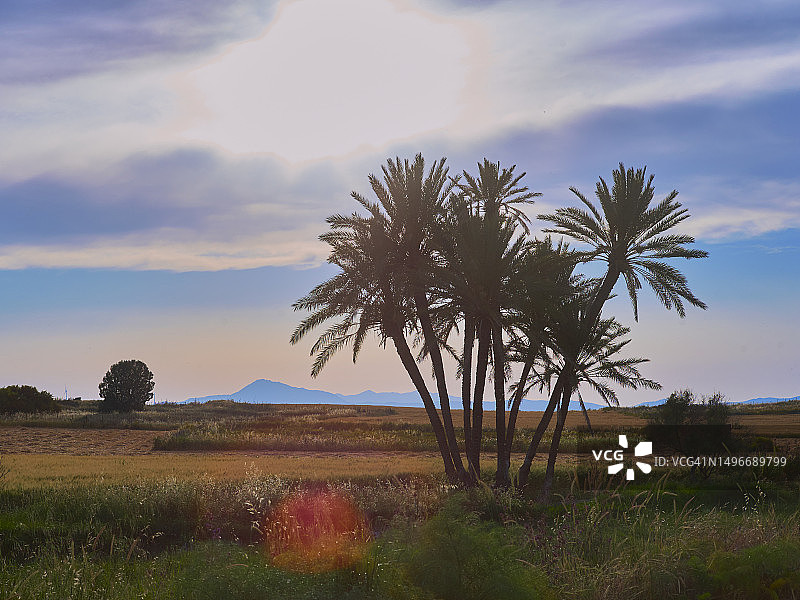 塞浦路斯拉纳卡田野上的树木，天空为背景图片素材