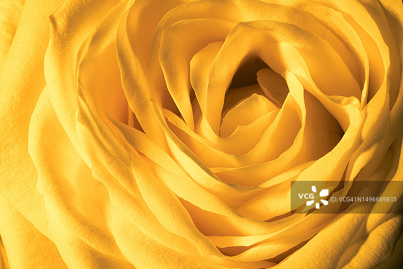 波兰黄玫瑰特写图片素材