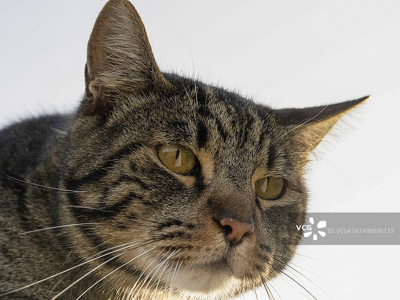猫的特写肖像图片素材