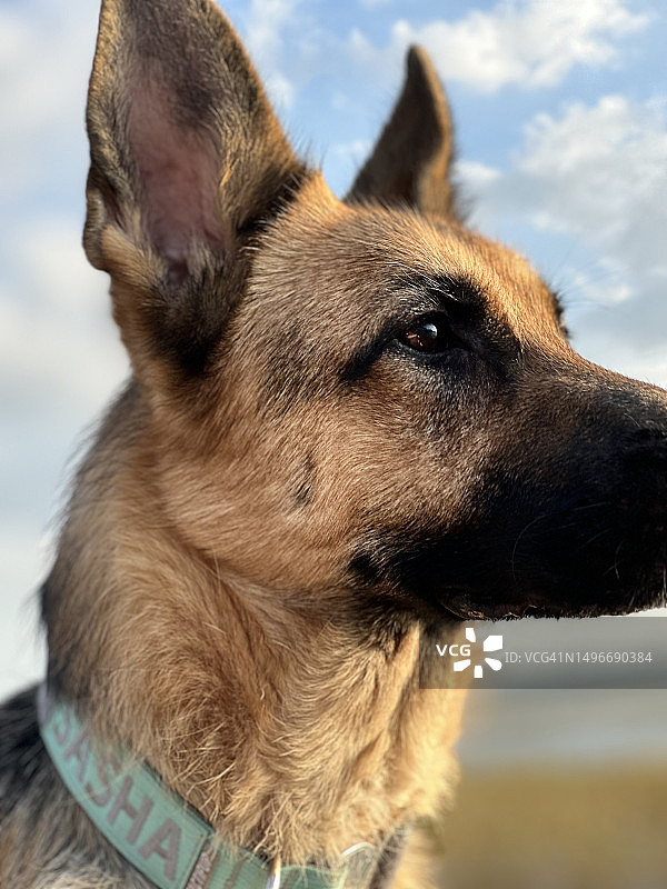 美国佛罗里达州奥本代尔纯种犬特写图片素材