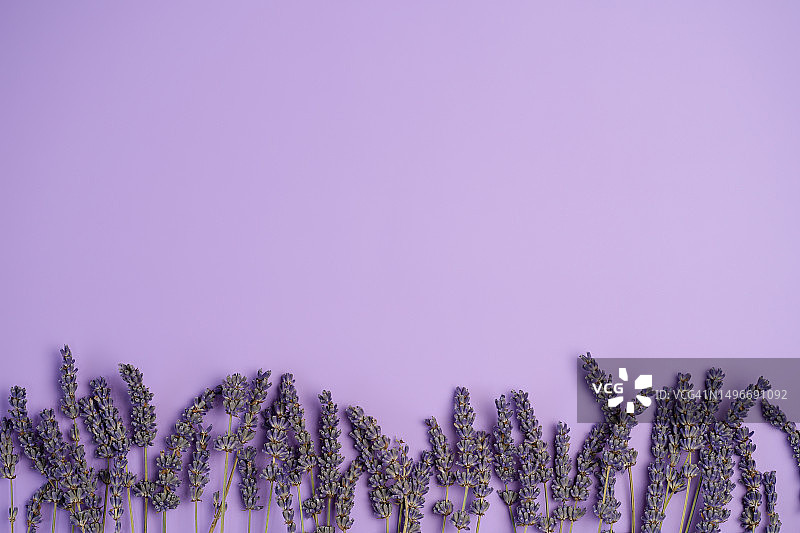 蓝紫色背景上的干燥薰衣草图片素材