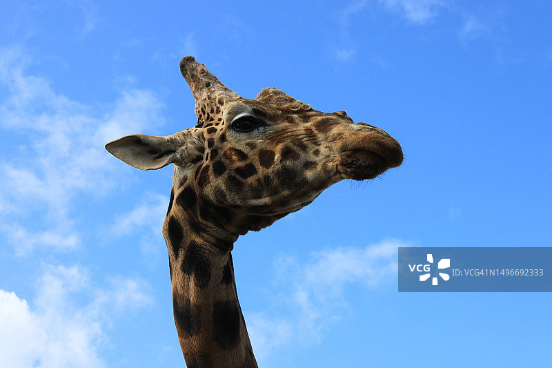 仰视角度拍摄的澳大利亚长颈鹿图片素材