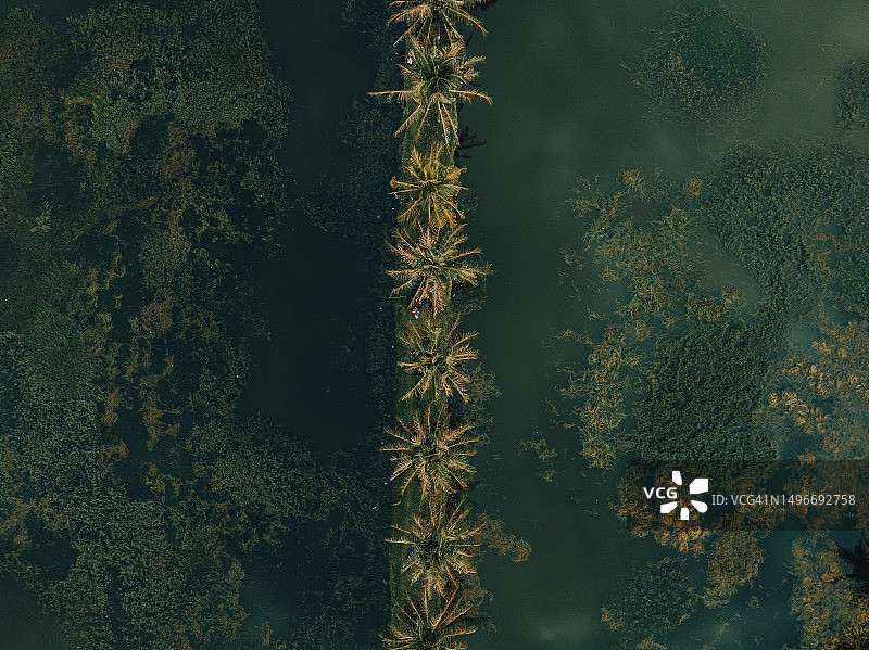 无人机航拍巴厘岛沼泽中的一排棕榈树，印度尼西亚图片素材
