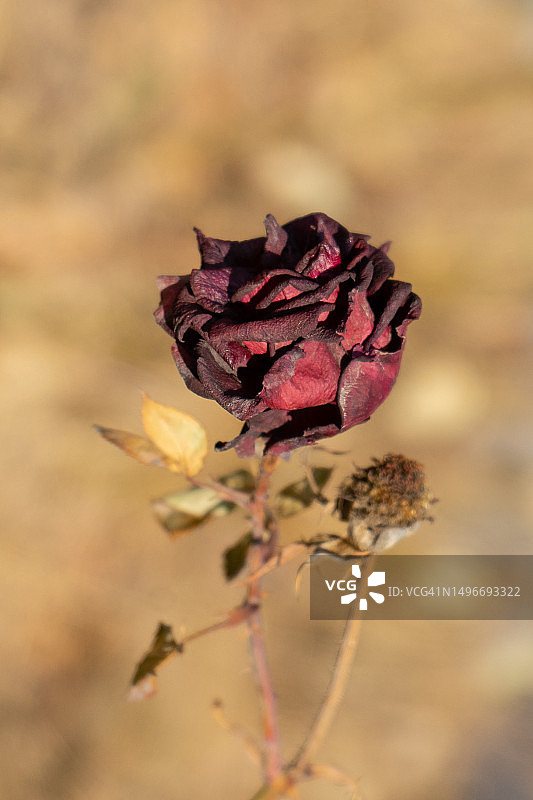 中国山西太原枯萎玫瑰特写图片素材
