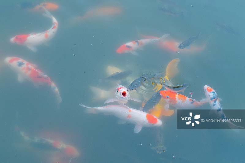 中国北京池塘中游动的锦鲤鸟瞰图图片素材