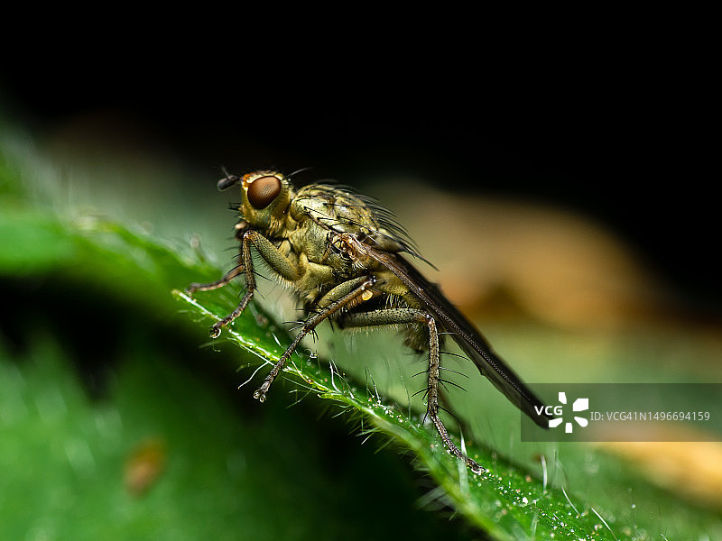 树叶上的昆虫特写图片素材