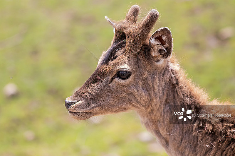 近距离拍摄站在田野上的鹿，德国图片素材