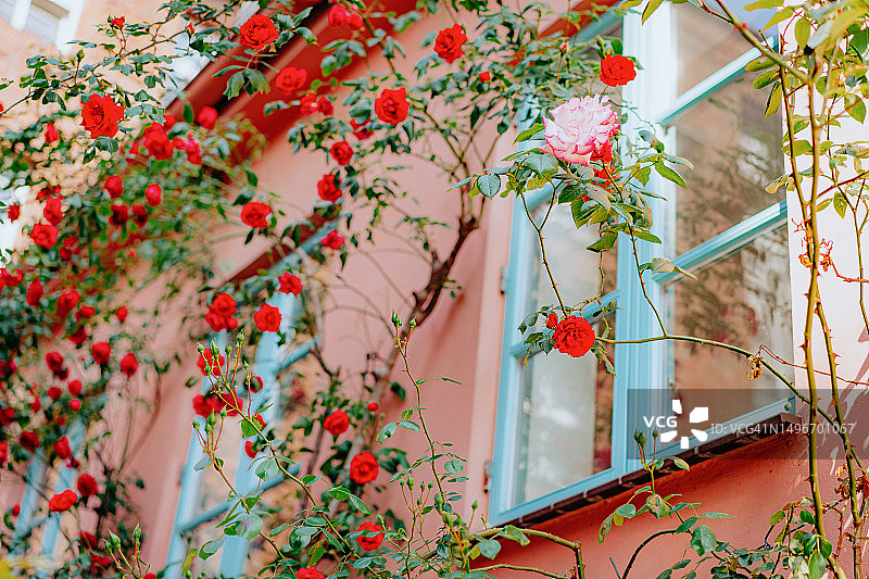 攀缘玫瑰环绕着粉色房屋的正面，蓝色窗户图片素材