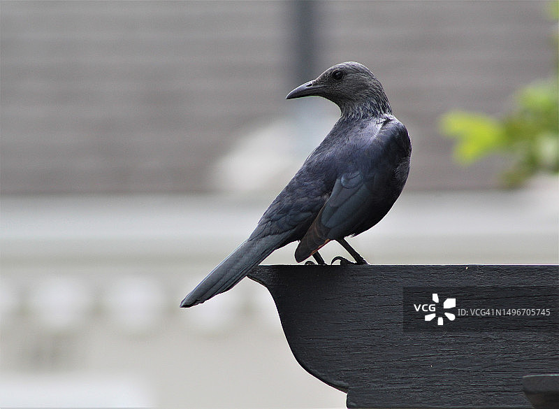 栖息在金属上的乌鸦特写，南非图片素材