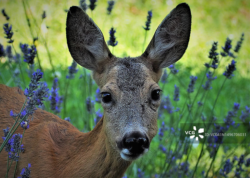 植物中站立的狍鹿特写肖像图片素材