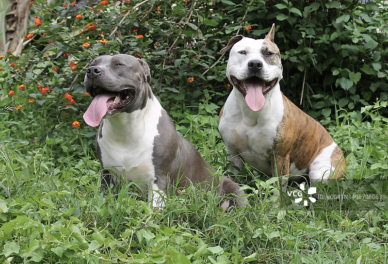 田野上的两只狗，哥斯达黎加图片素材