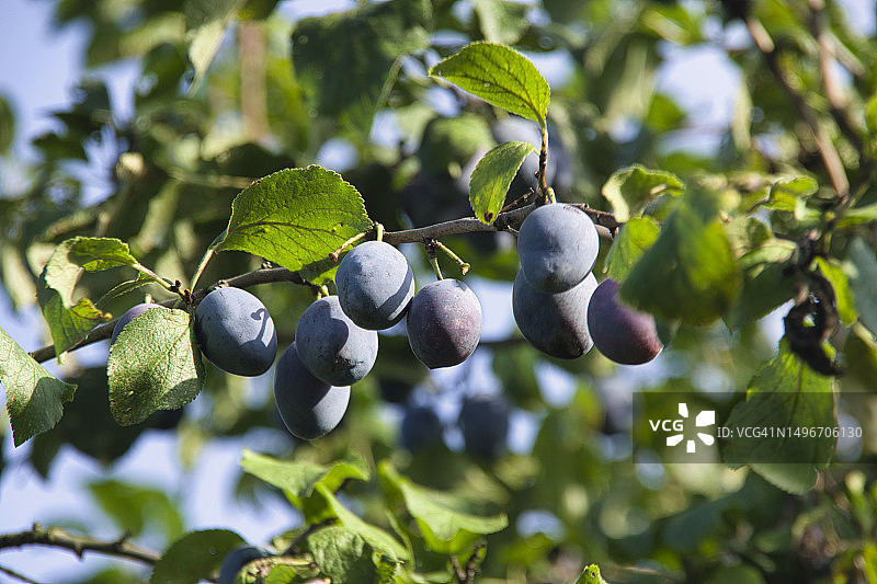 树上生长的蓝莓特写，波兰图片素材