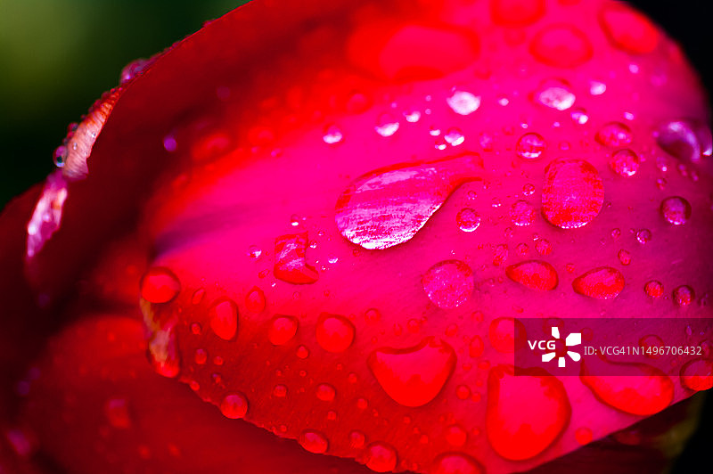 红玫瑰上的水滴特写图片素材