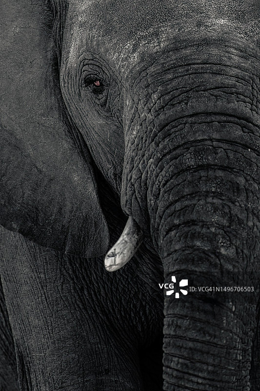 纳米比亚非洲象特写图片素材