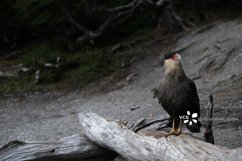 猛禽猎鹰栖息树干特写，阿根廷乌斯怀亚火地岛省图片素材